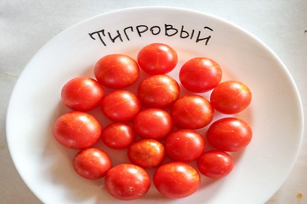 striped tomatoes