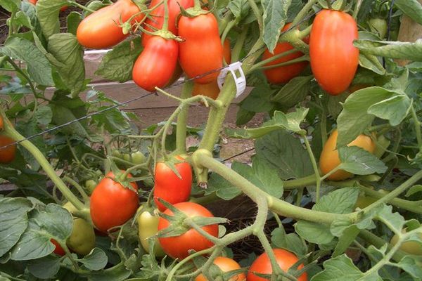 Arbusto de tomate