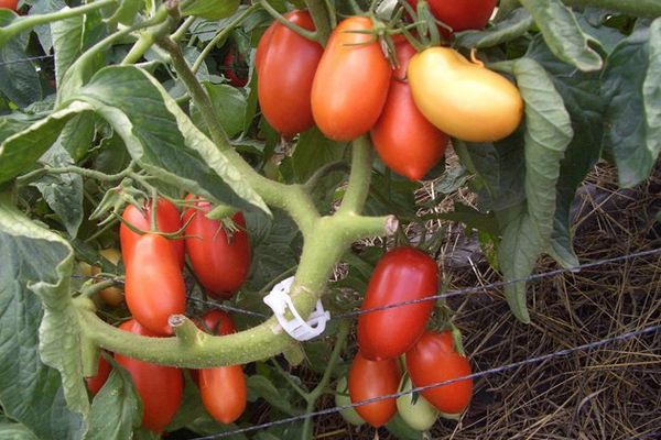 Cultiver des tomates