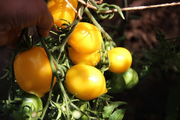 citrus garden