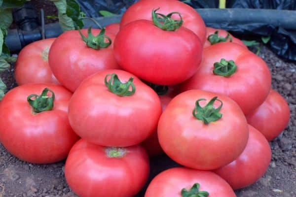 Tomates roses