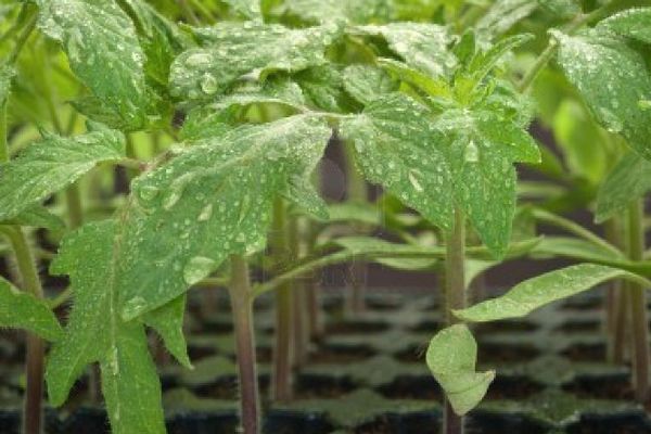 Seedlings of tomatoes