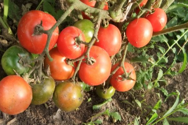 Buissons de tomates