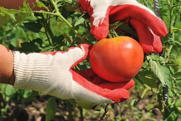 variedades de plantas