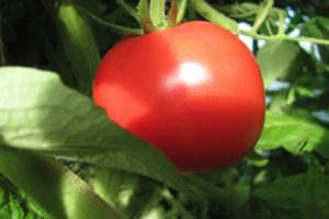 Description de la variété de tomate Udachny et de ses caractéristiques