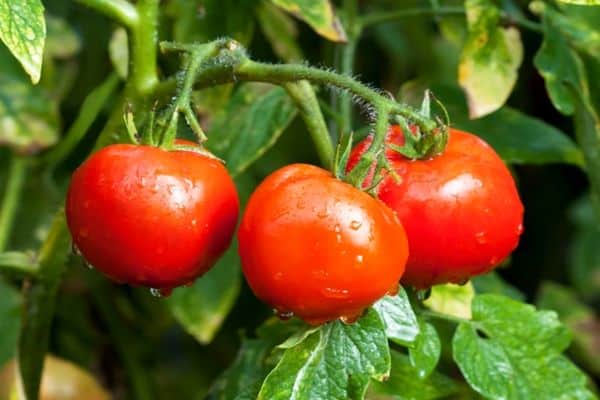 tomates sur une branche