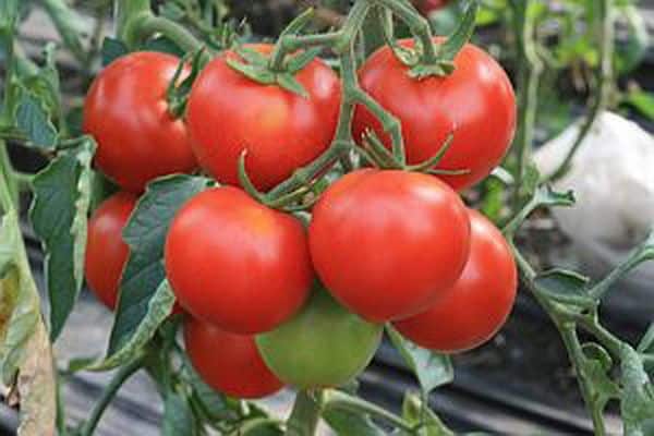 tomates en el jardín