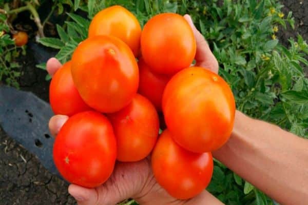 tomates verdaderos amigos