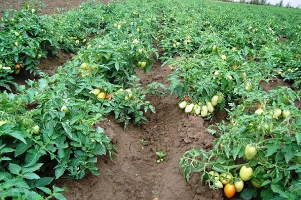 ripening of fruits