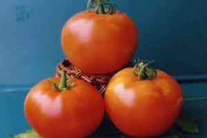 Ciri-ciri varieti tomato Vologda F1 yang sedang berkembang dan keterangannya