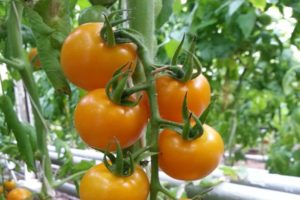 Description of the tomato variety Magic Harp and its characteristics