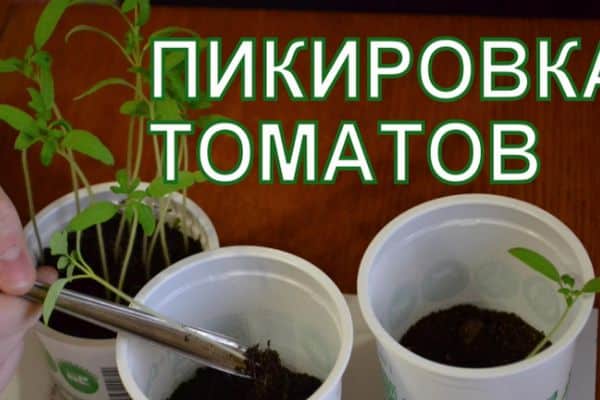 Plongez les tomates