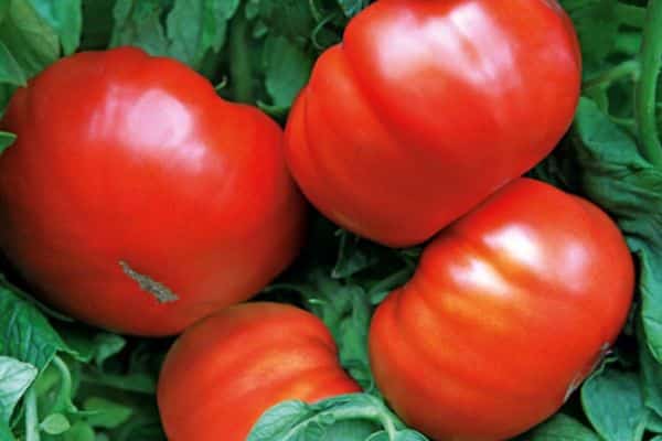 Tomates de frutos grandes