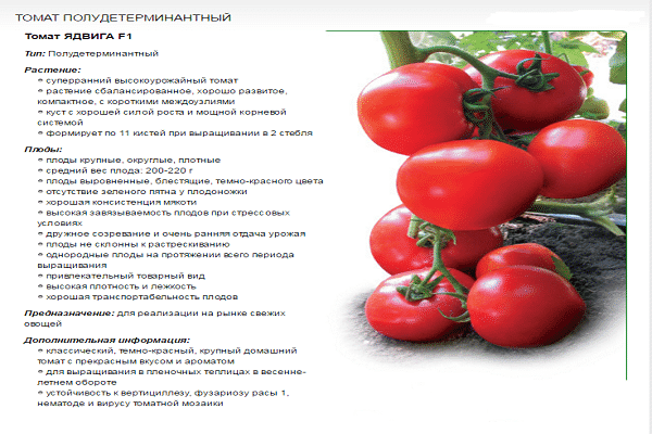 fruiting characteristics