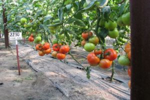 Penerangan mengenai varieti tomato Jadviga, ciri dan penanamannya