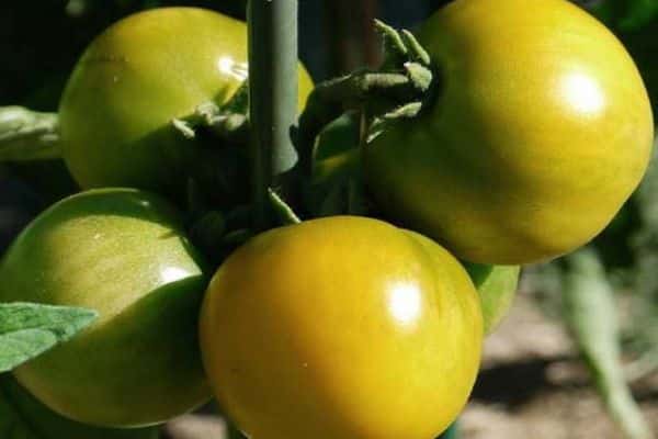 Les tomates sont vertes