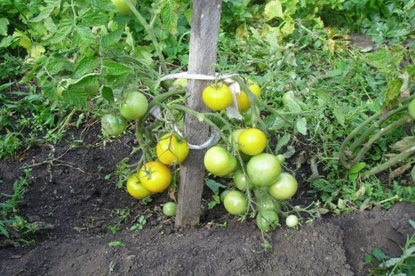 Buisson de tomates