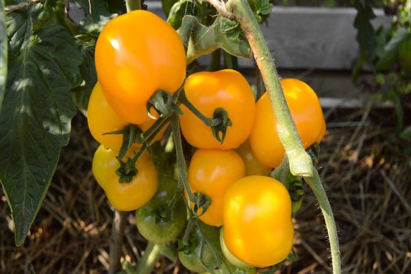 Tomates amarillos