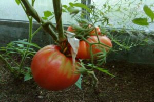 Description of the tomato variety Yasha Yugoslavsky, features of plant care