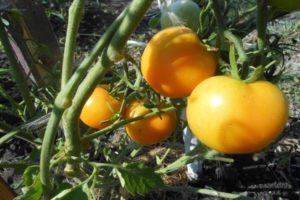 Description of the variety of tomato Zero, its characteristics and productivity