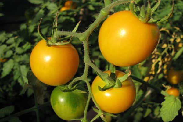 tomate temprano