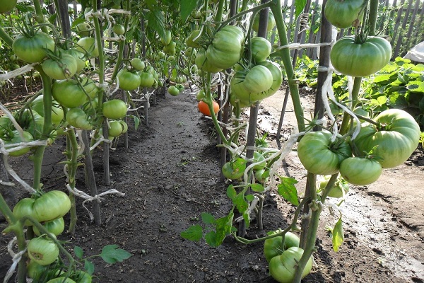 sumo à la tomate