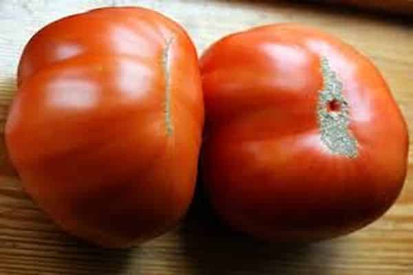 récolte de tomates