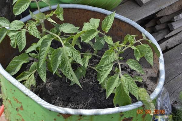  fusarium y cladosporium