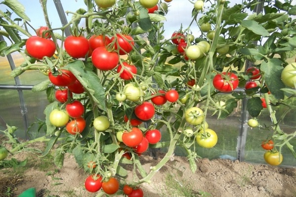 tomate de suelo