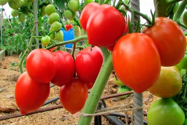 ripening of fruits