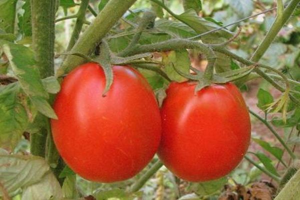 tomate en una rama