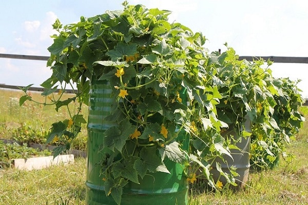 concombres en barriques