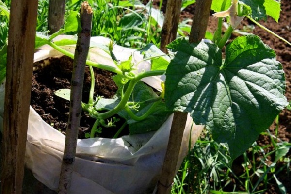 cucumbers in a bag