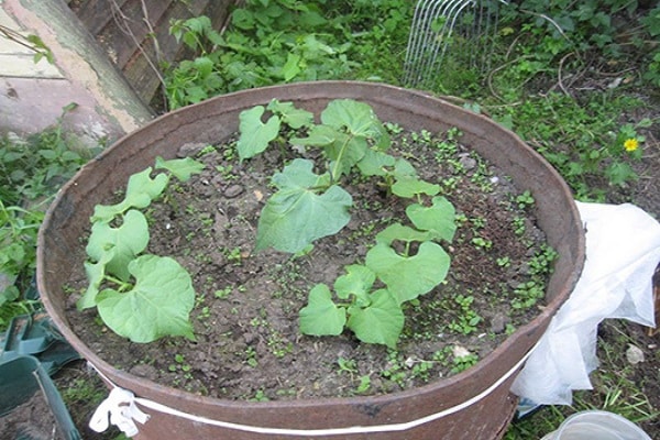 verduras en un barril