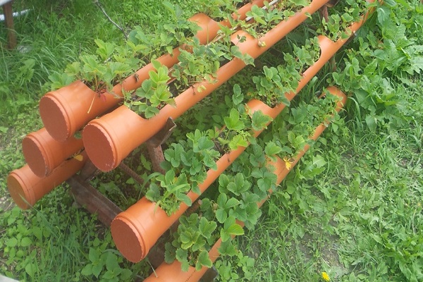 bed for cucumbers