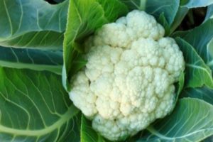 Varieties of the best varieties of cauliflower with names