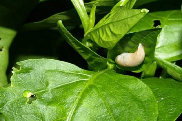 slug di tempat kerja