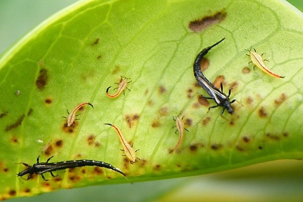 pests like thrips