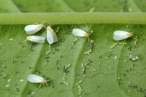 hojas de pimiento