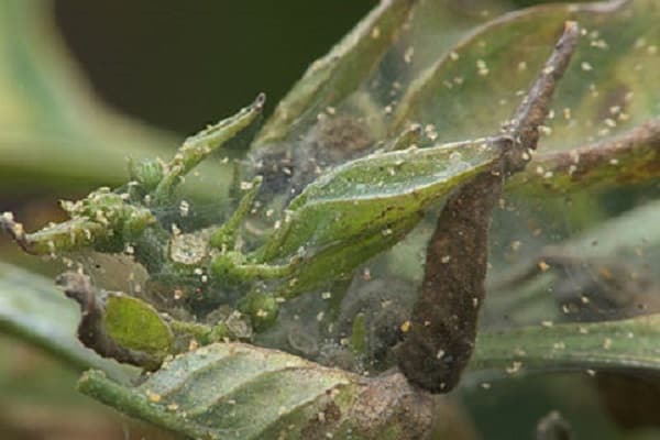 pegamento de araña