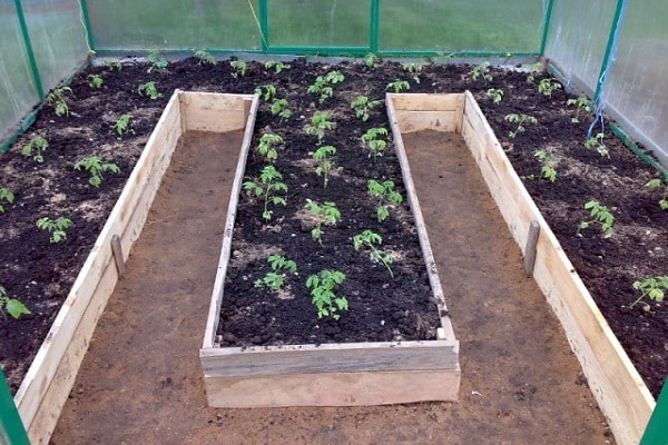 greenhouse planted