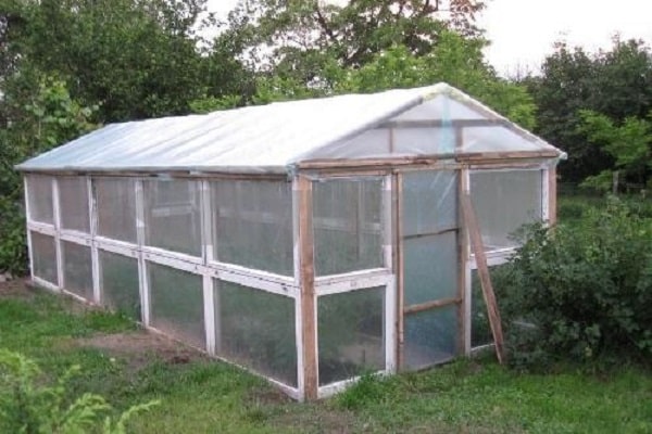 plant in a greenhouse