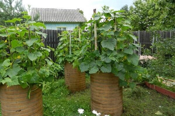 concombres en barriques dans le jardin