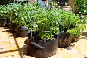 Tecnología paso a paso para el cultivo de patatas en bolsas