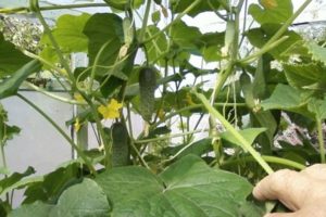 Planting, growing and the best varieties of cucumbers for a polycarbonate greenhouse in the Moscow region