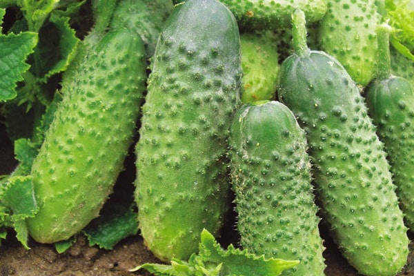 the best cucumbers