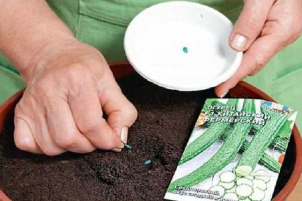 how to plant