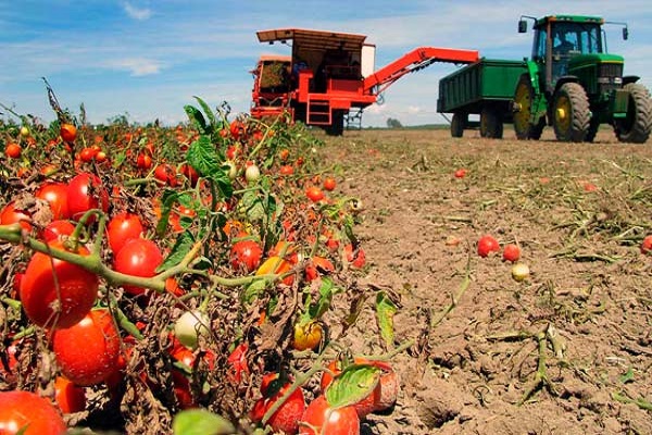 tomates en los suburbios