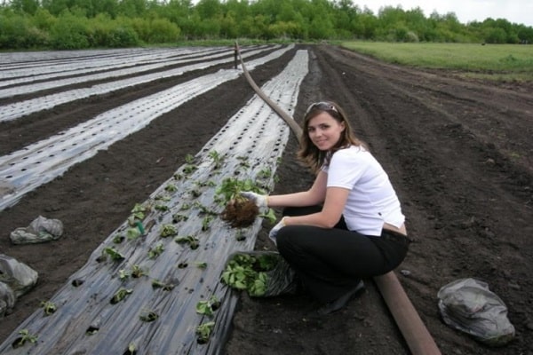 planting plants