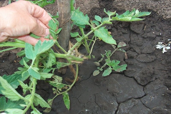  cuidado del tomate